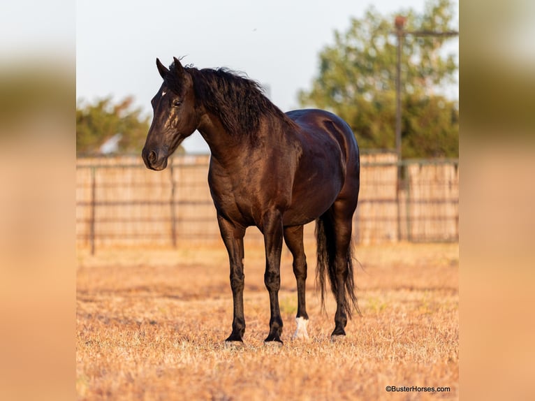 American Morgan Horse Gelding 17 years 15 hh Black in Weatherford TX