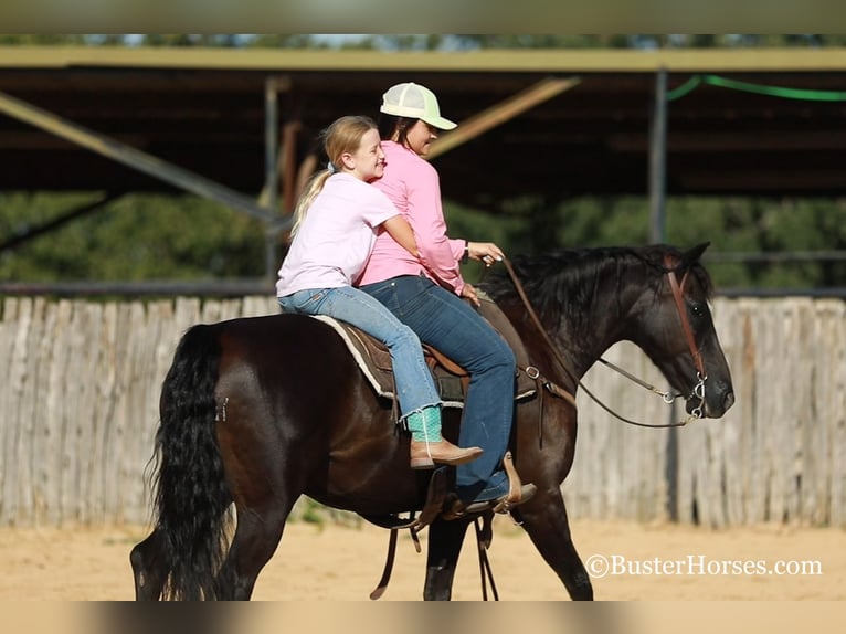 American Morgan Horse Gelding 17 years 15 hh Black in Weatherford TX