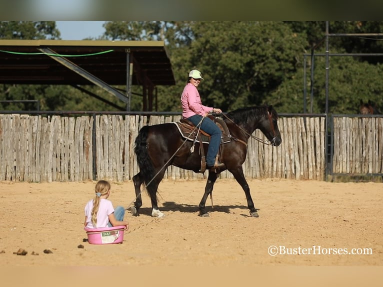 American Morgan Horse Gelding 17 years 15 hh Black in Weatherford TX