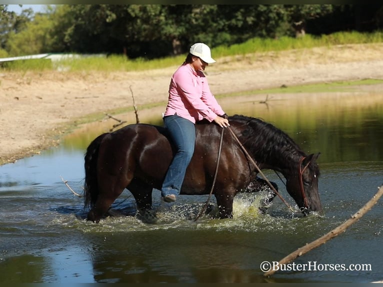 American Morgan Horse Gelding 17 years 15 hh Black in Weatherford TX