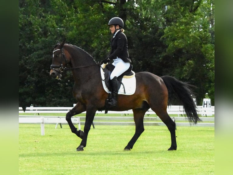 American Morgan Horse Gelding 19 years 14,2 hh Brown in Wilsum