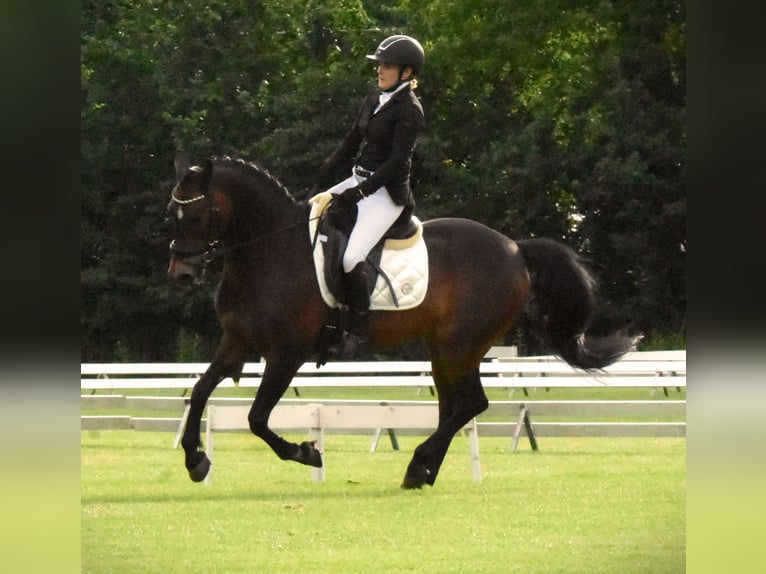 American Morgan Horse Gelding 19 years 14,2 hh Brown in Wilsum