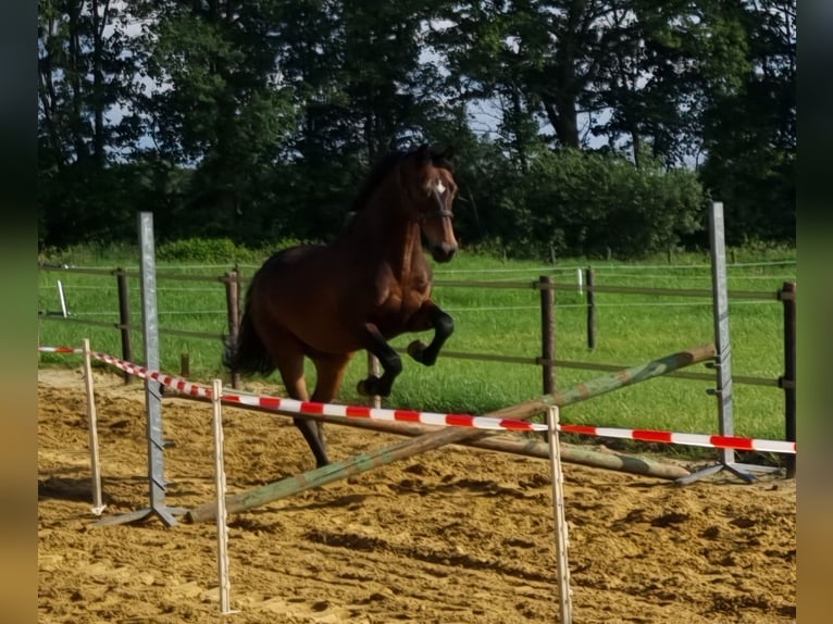 American Morgan Horse Gelding 19 years 14,2 hh Brown in Wilsum