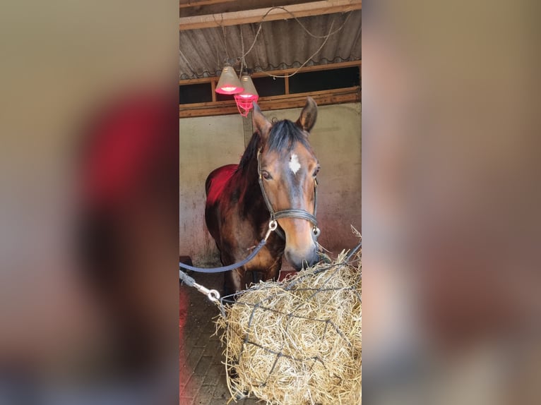 American Morgan Horse Gelding 19 years 14,2 hh Brown in Wilsum