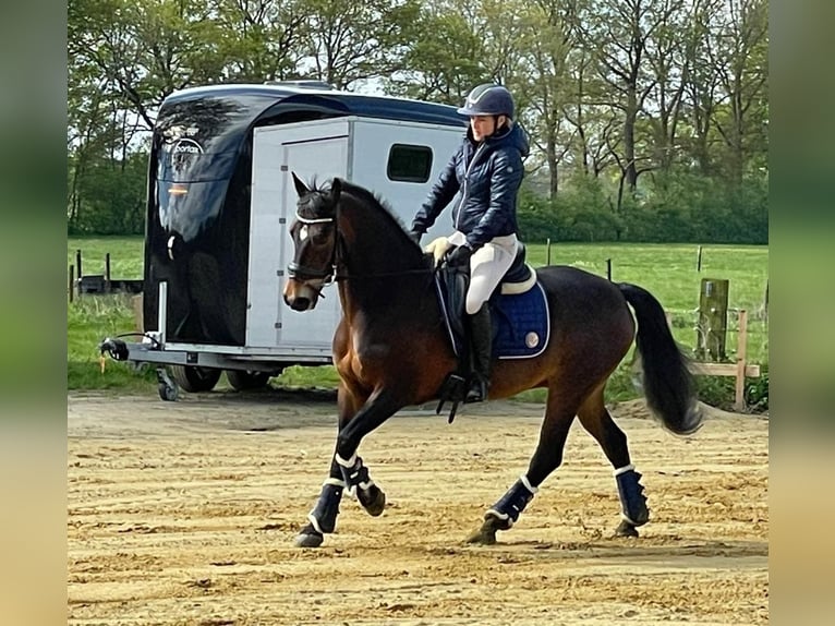 American Morgan Horse Gelding 19 years 14,2 hh Brown in Wilsum