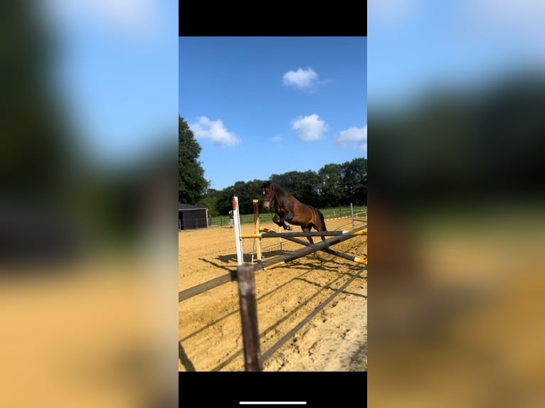 American Morgan Horse Gelding 19 years 14,2 hh Brown in Wilsum