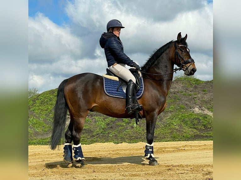 American Morgan Horse Gelding 19 years 14,2 hh Brown in Wilsum