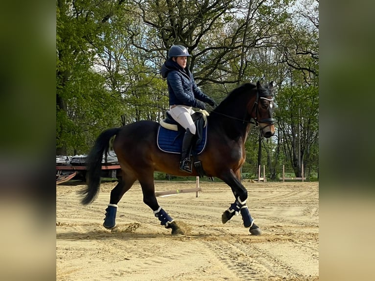 American Morgan Horse Gelding 19 years 14,2 hh Brown in Wilsum