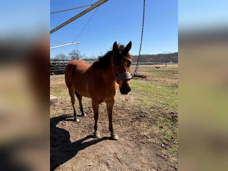 American Morgan Horse Gelding 3 years 5,3 hh Brown in Austin