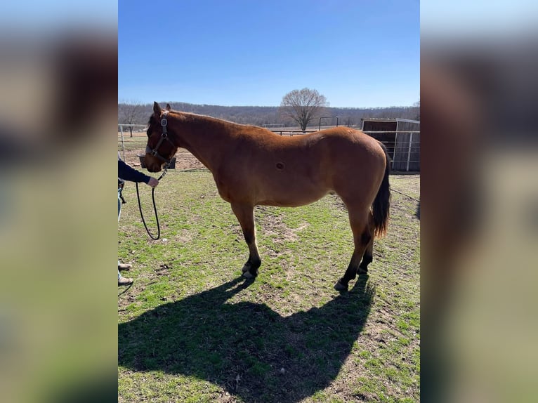 American Morgan Horse Gelding 3 years 5,3 hh Brown in Austin