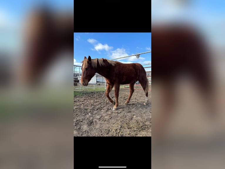 American Morgan Horse Gelding 3 years 5,3 hh Brown in Austin