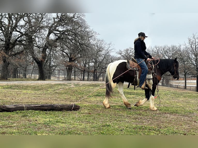 American Morgan Horse Gelding 4 years 14,1 hh Tobiano-all-colors in Jacksboro TX