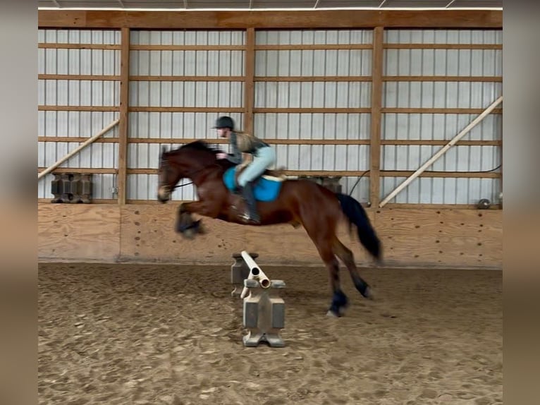 American Morgan Horse Gelding 4 years 16 hh Bay in Everett PA