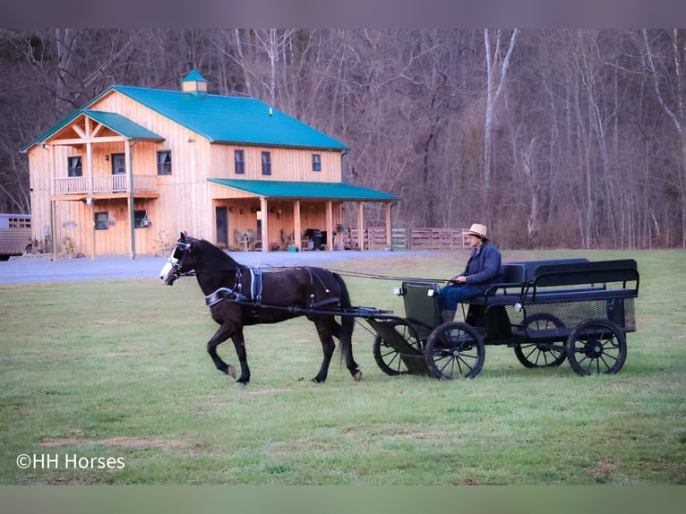 American Morgan Horse Gelding 5 years 14,2 hh Black in Flemingsburg KY