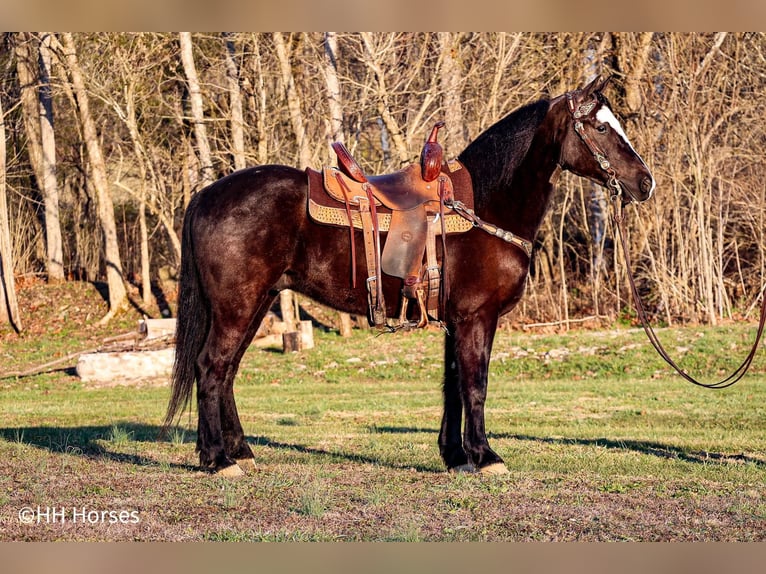 American Morgan Horse Gelding 5 years 14,2 hh Black in Flemingsburg KY