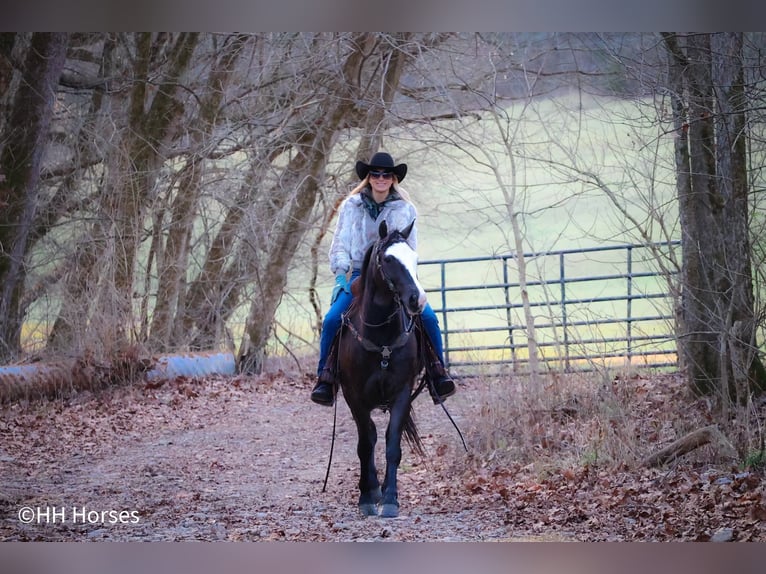 American Morgan Horse Gelding 5 years 14,2 hh Black in Flemingsburg KY