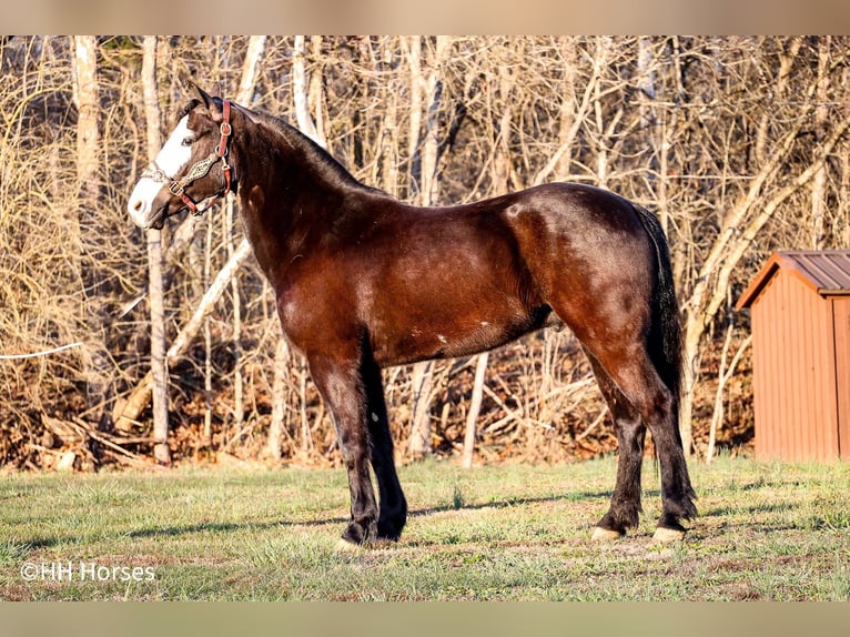 American Morgan Horse Gelding 5 years 14,2 hh Black in Flemingsburg KY