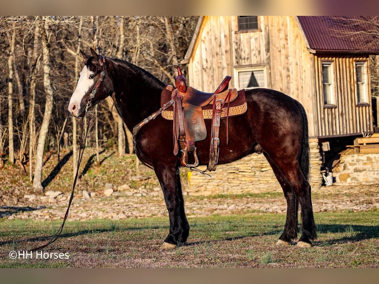 American Morgan Horse Gelding 5 years 14,2 hh Black in Flemingsburg KY