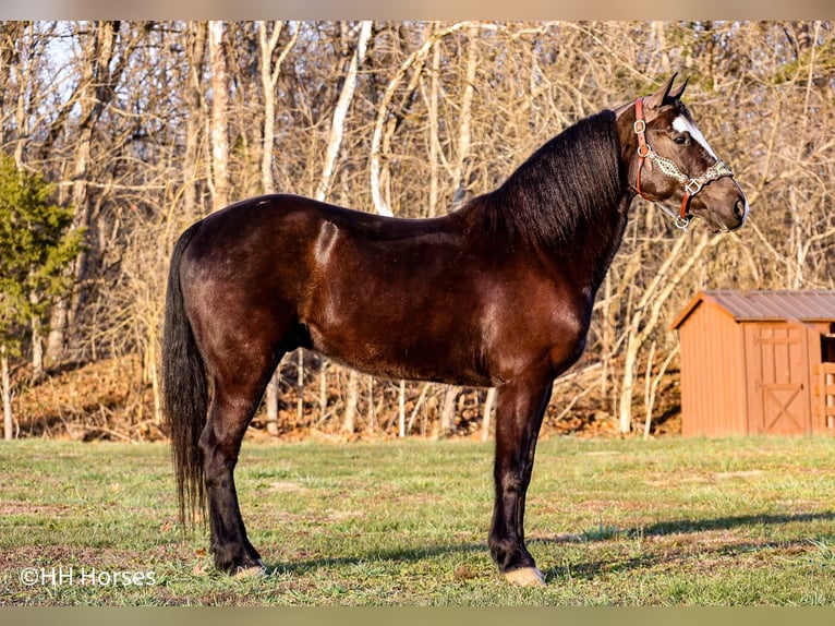 American Morgan Horse Gelding 5 years 14,2 hh Black in Flemingsburg KY