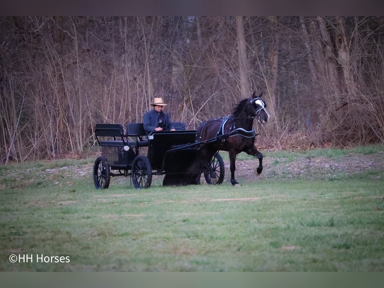 American Morgan Horse Gelding 5 years 14,2 hh Black in Flemingsburg KY