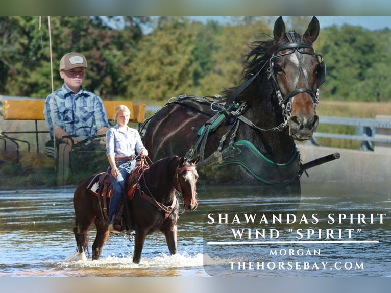 American Morgan Horse Gelding 5 years 14,3 hh Bay in Hesperia, MI