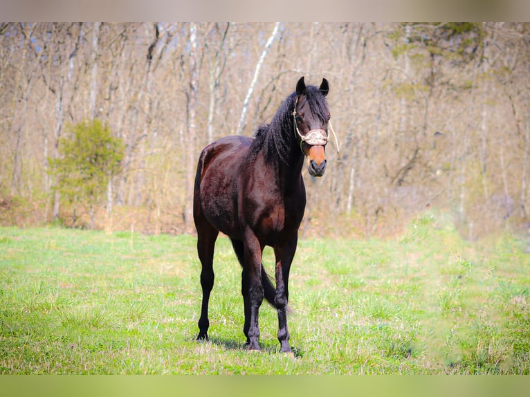 American Morgan Horse Gelding 5 years Bay in Flemingsburg KY