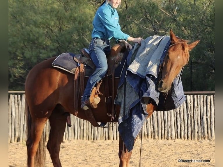 American Morgan Horse Gelding 5 years Chestnut in Weatherford TX