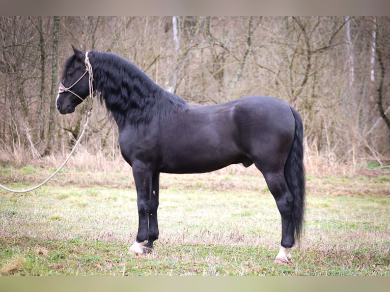 American Morgan Horse Gelding 6 years 14,3 hh Black in Flemingsburg KY