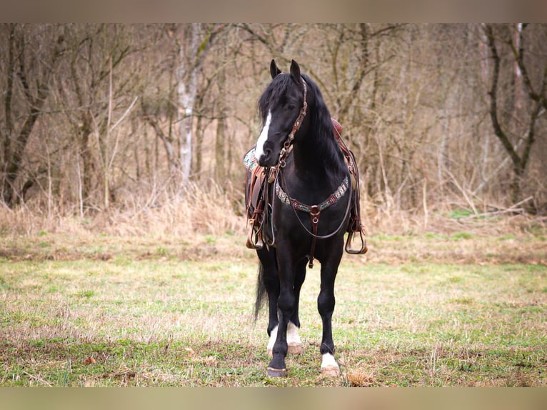 American Morgan Horse Gelding 6 years 14,3 hh Black in Flemingsburg KY