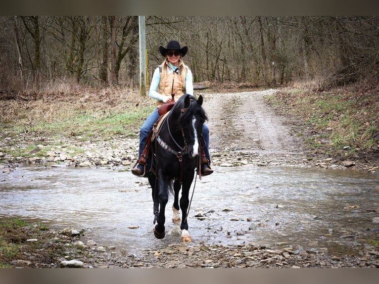 American Morgan Horse Gelding 6 years 14,3 hh Black in Flemingsburg KY