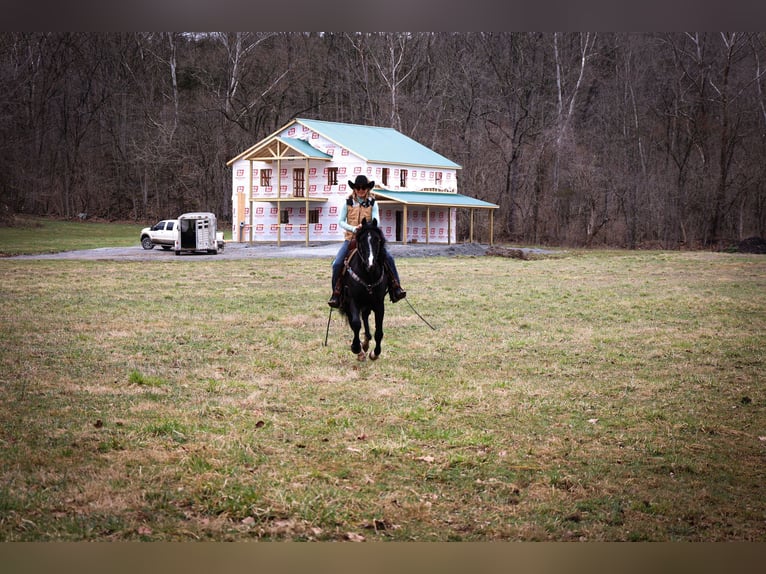 American Morgan Horse Gelding 6 years 14,3 hh Black in Flemingsburg KY