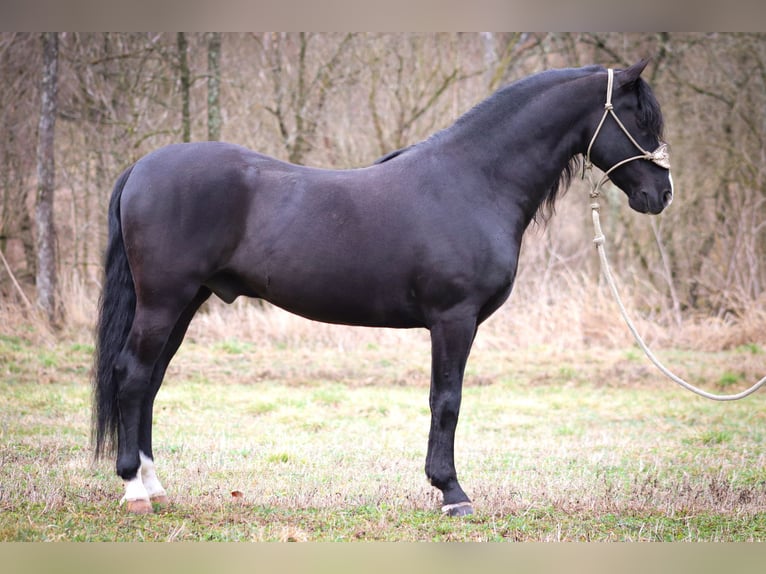 American Morgan Horse Gelding 6 years 14,3 hh Black in Flemingsburg KY