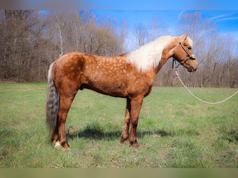 American Morgan Horse Gelding 6 years 14,3 hh Palomino in Hillsboro, KY