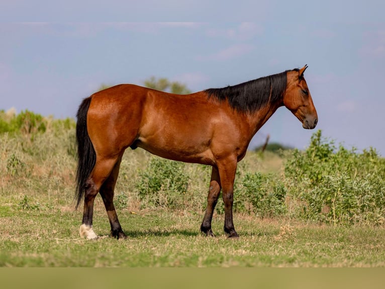 American Morgan Horse Gelding 6 years 15 hh Bay in Weatherford Tx