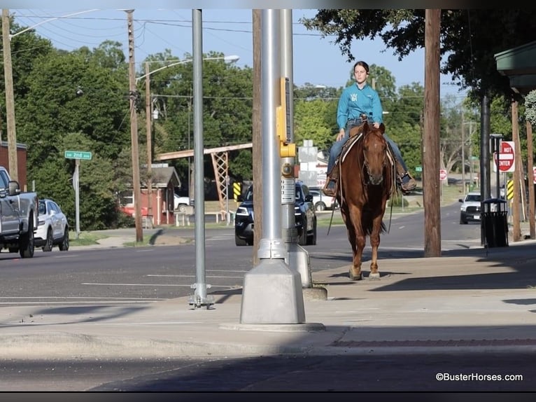 American Morgan Horse Gelding 6 years Chestnut in Weatherford TX