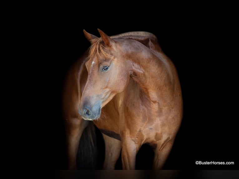 American Morgan Horse Gelding 6 years Chestnut in Weatherford TX