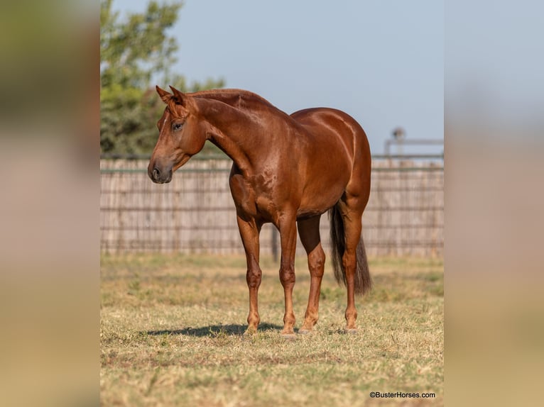 American Morgan Horse Gelding 6 years Chestnut in Weatherford TX