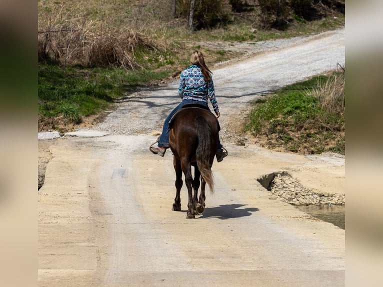 American Morgan Horse Gelding 7 years 14,2 hh Brown in Ewing KY