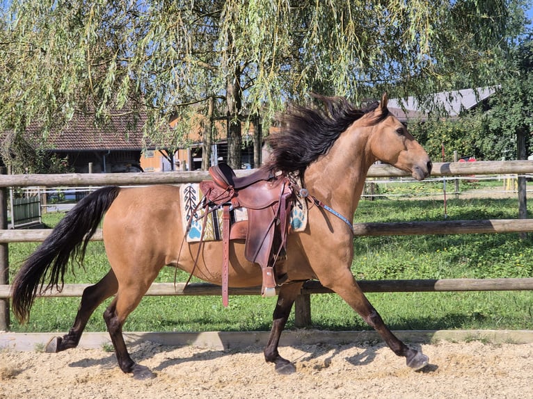 American Morgan Horse Gelding 7 years 14,2 hh Buckskin in Ebikon