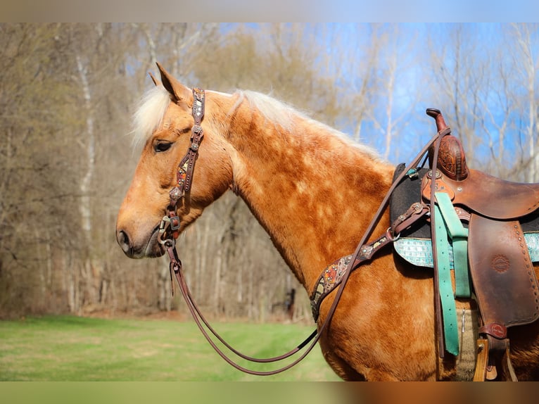 American Morgan Horse Gelding 7 years 14,3 hh Palomino in Hillsboro, KY