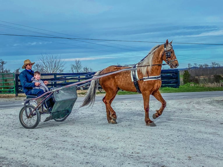 American Morgan Horse Gelding 7 years 14,3 hh Palomino in Hillsboro, KY