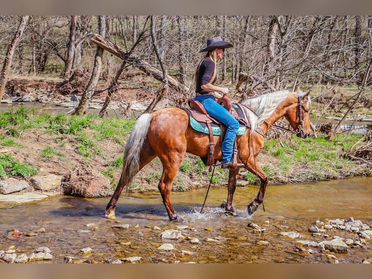 American Morgan Horse Gelding 7 years 14,3 hh Palomino in Hillsboro, KY