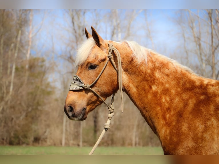 American Morgan Horse Gelding 7 years 14,3 hh Palomino in Hillsboro, KY