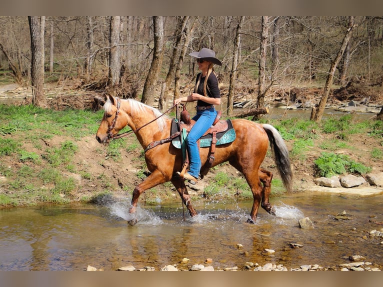 American Morgan Horse Gelding 7 years 14,3 hh Palomino in Hillsboro, KY