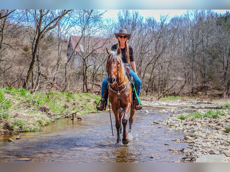 American Morgan Horse Gelding 7 years 14,3 hh Palomino in Hillsboro, KY