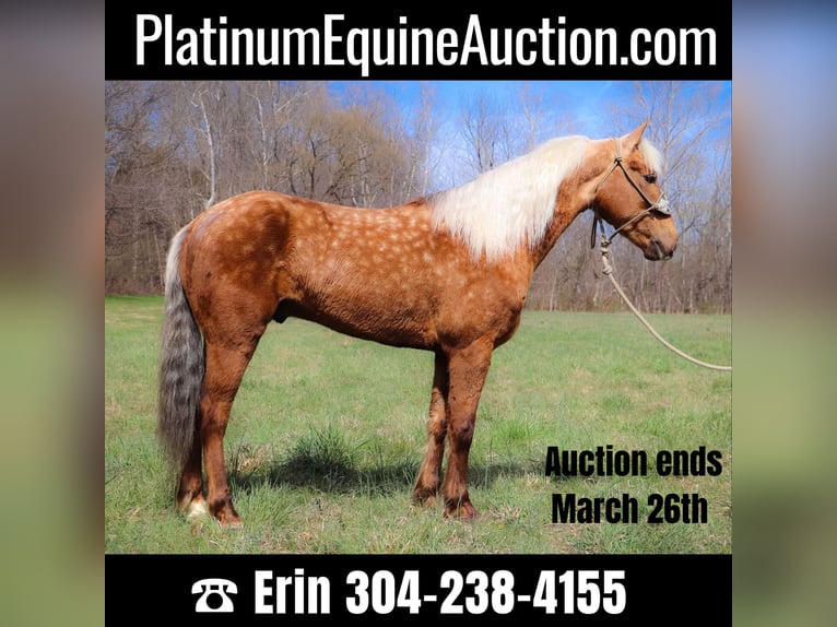 American Morgan Horse Gelding 7 years 14,3 hh Palomino in Hillsboro, KY