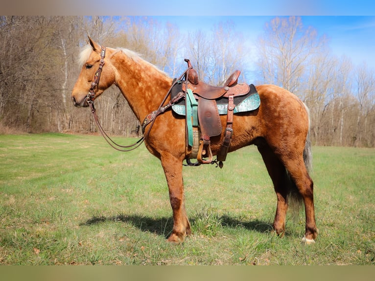 American Morgan Horse Gelding 7 years 14,3 hh Palomino in Hillsboro, KY