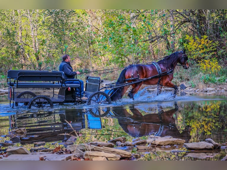 American Morgan Horse Gelding 7 years 16,1 hh in Flemingsburg KY