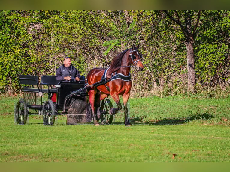 American Morgan Horse Gelding 7 years 16,1 hh in Flemingsburg KY