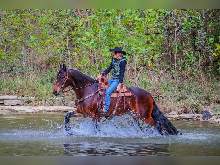 American Morgan Horse Gelding 7 years 16,1 hh in Flemingsburg KY